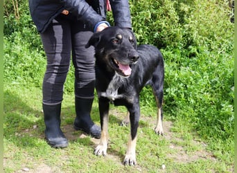 Tiago  - Schäferhund-Mix, lieb und verträglich
