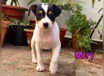 Mery 02/2025 (ESP) - neugierige, kleine Podenco-Bodeguero Mix Welpin!