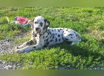 Dalmatiner Welpe mit VDH Pap jetzt abgabebereit sucht seine Familie