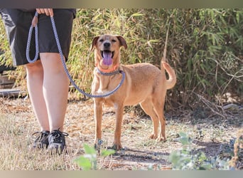 Badou, Mix Labrador / Schäferhund, lieb und sozial