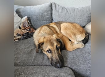 Leander,geb.02/25,lieber Hütehundmix sucht seine Familie,bereits auf PS in 57271 Hilchenbach