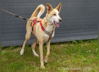 Lila ist eine zierliche Hundedame
