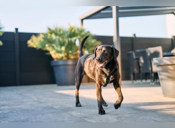 Maffy - Labrador-Mix-Hündin mit Herz sucht ihr Für-immer-Zuhause