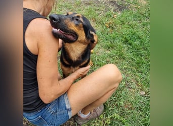 Dixie sucht eine liebe Familie!