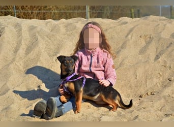 Frenzie sucht Familieanschluss (47839 Krefeld)