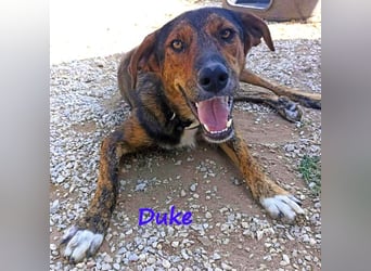 Duke 02/2021 (GRC) - dringend Pflegestelle oder Zuhause gesucht!