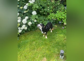 Josie – kleine Hundeseele mit Herz sucht Zuhause für immer - bereits auf PS in DE 86156 Augsburg