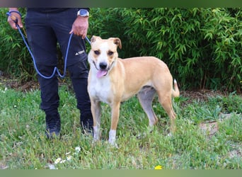 Goma, Labrador-Mix, lieb und sozial