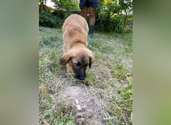 Bella - neugierige, aktive, verspielte Hündin / z.Zt. noch in Rumänien
