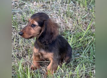 Kaninchen/Zwerglanghaar Dackel