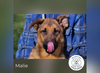 Malie – Aktive Hündin sucht Zuhause