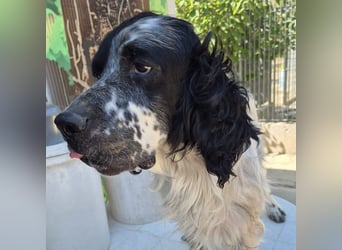 Lord  - ein ruhiger, wunderbarer Setter sucht sein liebevolles Zuhause!