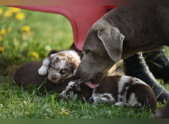 Aussiedor Aussiedorwelpe Welpe Australien Shepherd x Labrador