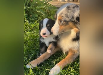 Miniature Australian Shepherd Welpen m. Papieren
