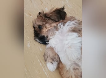 Kleiner LEO sucht seine Menschen