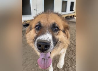 Kathi sucht liebevolles und verständnisvolles Zuhause!