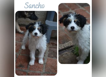 Sancho