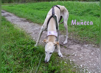 Muñeca 01/2019 (in Deutschland) - ausgeglichene und liebevolle, ganz besondere Galga!