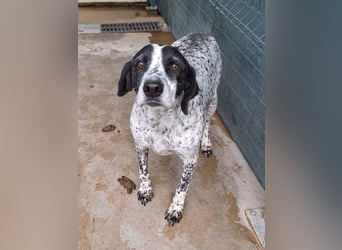 liebe Pointer Mischlings-Hündin Luna sucht ihre Menschen