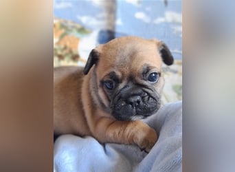 Allerliebste FROPS Kinder (Französische Bulldogge und Mops)