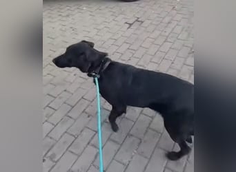 Nena - ängstliche, unsichere aber liebe Hündin / Pflegestelle in Olpe