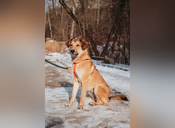 Labrador-Mix Loki sucht Familie