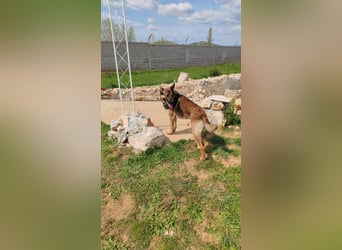 Rex liebenswerter, junger Malinois / Schäferhund Mischling Rüde sucht Zuhause oder Pflegestelle