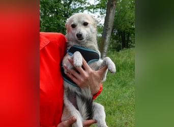 Kleine Ilvy sucht Menschen mit Herz