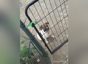 Jack Russell Terrier welpen mit CHIP/Eu-Pass AB SOFORT nur 1 Hündinn