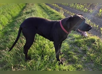 Bella, Dogge