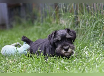 Molly - bezauberndes Zwergschnauzer- Mädchen sucht ab sofort ihr Für-Immer-Zuhause