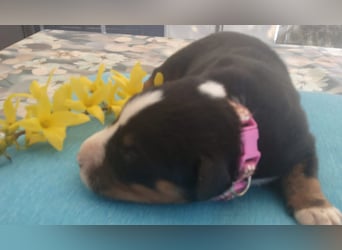 Appenzeller Sennenhunde, Welpen, Tri-Color Schwarz und Havanna Braun, 1 Hündin, ab Ende Mai