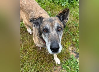 Manuela (Spanien) - freundliche Schäferhund-Mix-Hündin, wünscht sich sehnlichst ein neues Zuhause