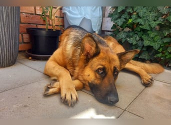 Molly sucht ein liebevolles Zuhause