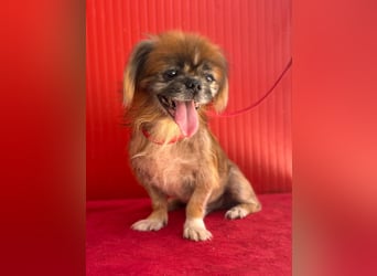 Fritzi, Pekinese, Rüde, geb. am 10.05.2014, 26 cm,   -Notfall-