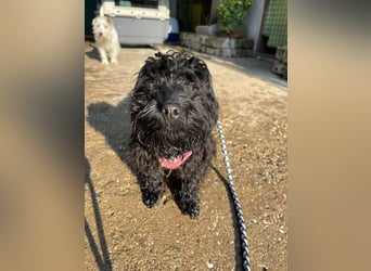 Charlie - unser liebenswerter Wuschel