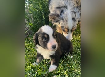 Miniature Australian Shepherd Welpen m. Papieren