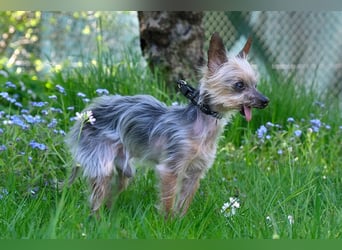 Yorki Gizmo - eine Handvoll Glück - Tierhilfe Franken e.V.