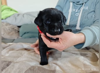 Welpe männlich rotes Halsband