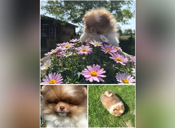 Pomeranian Zwergspitz Welpen