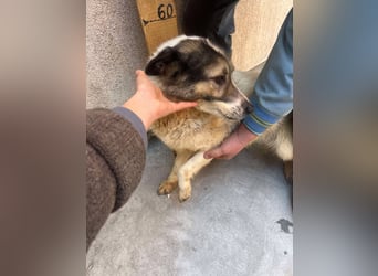 Lieber Wimo, 2 Jahre, sucht Herzensmenschen
