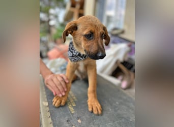 KIMO - möchte ins Hundeglück starten!