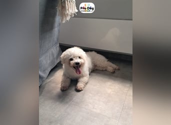 Paddy