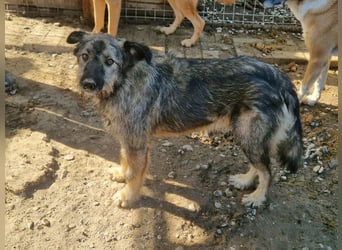 ♥VITO♥ sehr lieber, total süßer, noch etwas vorsichtiger Rüde, der sicher schnell auftaut 55 cm