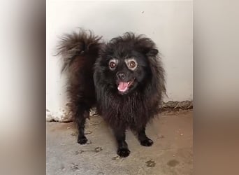 Pomeranians Magic Merlin und Chinita suchen gemeinsames Zuhause