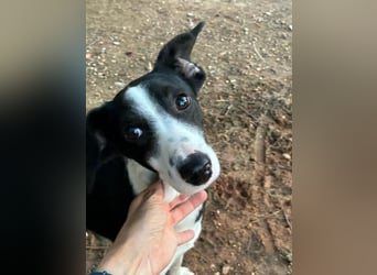 Fröhliche MINNIE lebensfroh, aufgeschlossen, verspielt freut sie sich, das Tierheim zu verlassen