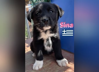 Sina,geb02/25,kleine Schmusemaus sucht Kuschelkörbchen