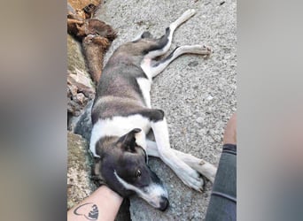 YADE, Hündin, 1,5 Jahre, 50 cm, Mischling, Tierschutz