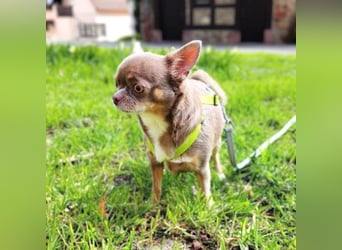 Robbin - sensible Chihuahua-Dame