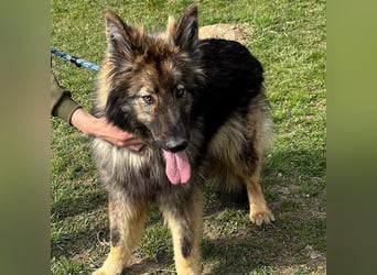 Balto